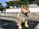 柴犬(標準サイズ)【広島県・男の子・2018年8月14日・赤】の写真2「綺麗な赤毛ですよ！」