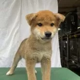 柴犬(標準サイズ)【広島県・男の子・2024年5月8日・赤】の写真2