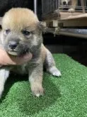 柴犬(標準サイズ)【広島県・女の子・2021年6月3日・赤】の写真2