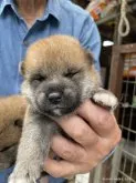 柴犬(標準サイズ)【広島県・男の子・2022年4月3日・赤】の写真2