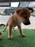 柴犬(標準サイズ)【広島県・女の子・2021年8月6日・赤】の写真3