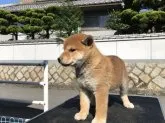 柴犬(標準サイズ)【広島県・男の子・2018年8月14日・赤】の写真3「大きくなりましたよ」