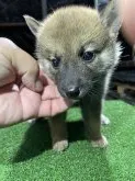 柴犬(標準サイズ)【広島県・男の子・2021年8月25日・赤】の写真3