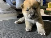 柴犬(標準サイズ)【広島県・女の子・2019年8月22日・赤】の写真3「今はまだ大きくなってます」