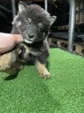 柴犬(標準サイズ)【広島県・男の子・2021年8月31日・黒】の写真3