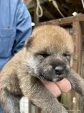 柴犬(標準サイズ)【広島県・男の子・2022年4月3日・赤】の写真3