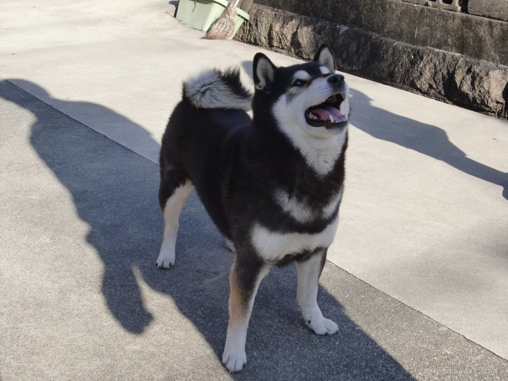 代表犬の甲斐です。3｜小山　敏恵(こやま　としえ)ブリーダー(京都府・柴犬など・日本犬保存会登録)の紹介写真3