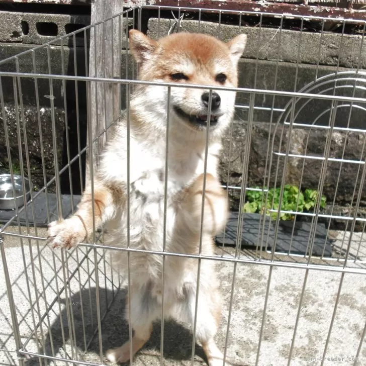 S.I 様のお迎えした子犬