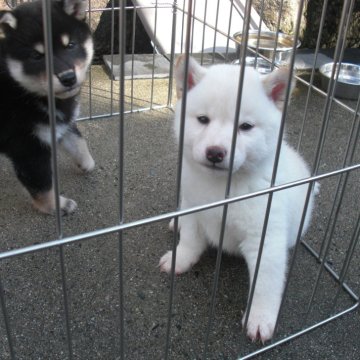 柴犬(豆柴)【京都府・女の子・2024年10月10日・白 しろ シロ  鼻は黒いです】の写真「天然記念物　白豆柴　賢く愛嬌があります　希少5%」