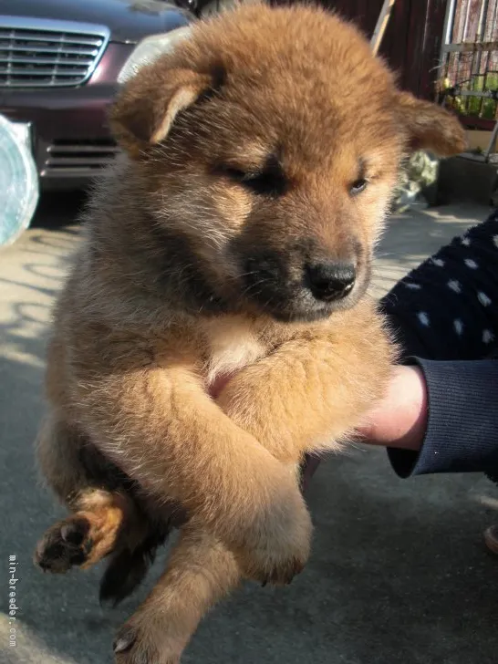 柴犬(標準サイズ)【京都府・男の子・2020年3月10日・赤 胡麻】の写真1