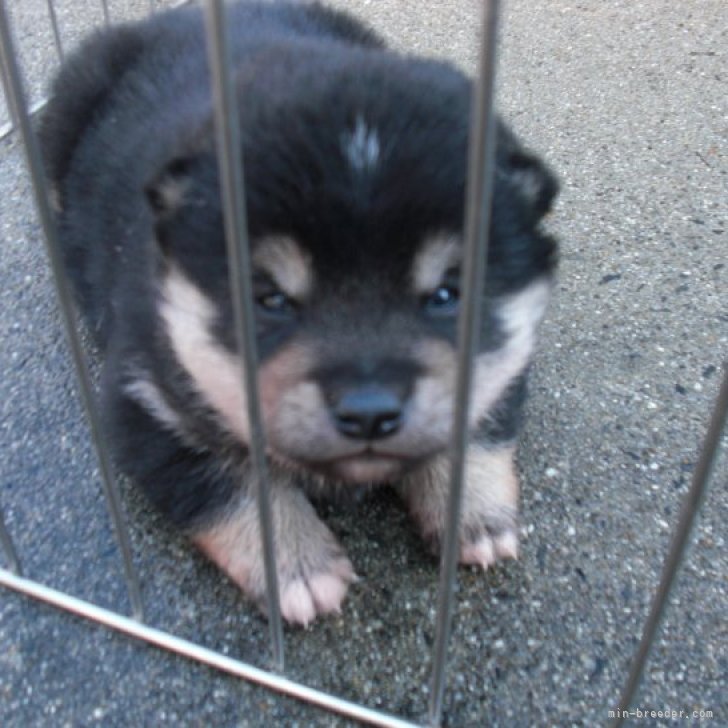 柴犬 犬のぬいぐるみ子犬