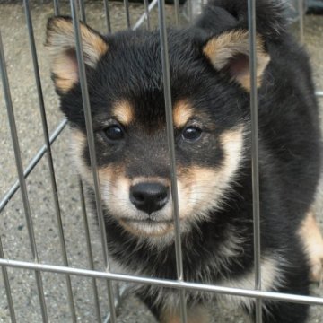 柴犬(豆柴)【京都府・男の子・2023年9月15日・黒 クロ】の写真「天然記念物　黒豆柴　賢く愛嬌があります　希少10パ」