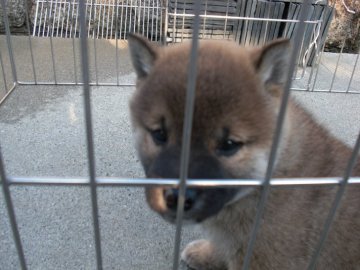 柴犬(豆柴)【京都府・男の子・2022年2月11日・赤 アカ あか】の写真「天然記念物。とてもかしこい赤柴です。」