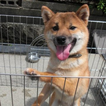 柴犬(豆柴)【京都府・男の子・2022年8月31日・天然記念物 赤 とても賢いです。】の写真「天然記念物　赤豆柴　稀少」