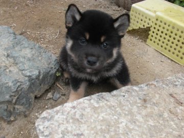 柴犬(標準サイズ)【京都府・男の子・2020年4月11日・黒 クロ くろ】の写真「とてもかしこい黒柴です。稀少。１０％しかいない。」