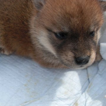 柴犬(豆柴)【京都府・女の子・2023年7月4日・赤 アカ】の写真「天然記念物 赤 とても賢いです。」