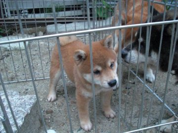 柴犬(豆柴)【京都府・女の子・2020年5月1日・赤】の写真「天然記念物柴犬 純粋な希少な赤豆柴です。」