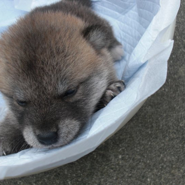 柴犬(豆柴)【京都府・女の子・2022年4月20日・天然記念物 赤】の写真「天然記念物。とてもかしこい赤柴です。稀少。」