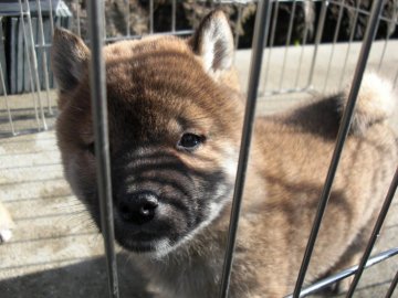 柴犬(豆柴)【京都府・男の子・2020年11月23日・赤 アカ あか】の写真「天然記念物。とてもかしこい赤柴です。」