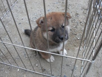 柴犬(標準サイズ)【京都府・女の子・2019年8月29日・胡麻みたいな赤】の写真「とてもかしこく、わいらしいです。人なつっこいです。」