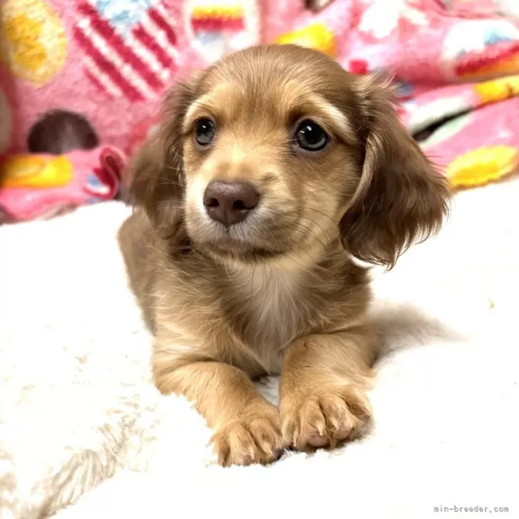 タケナカ 様のお迎えした子犬