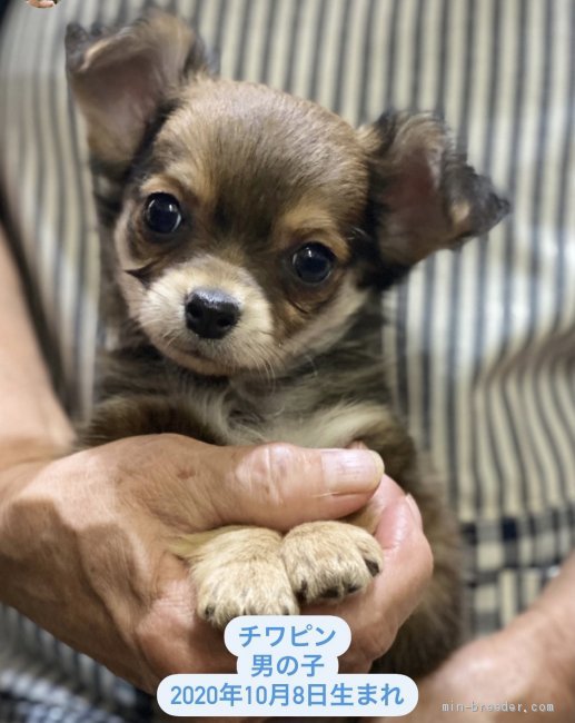 チワワ ミニチュアピンシャー 高知県 男の子 年10月8日 フォーン ほぼチワワ のチワピン君 みんなのブリーダー 子犬id 11