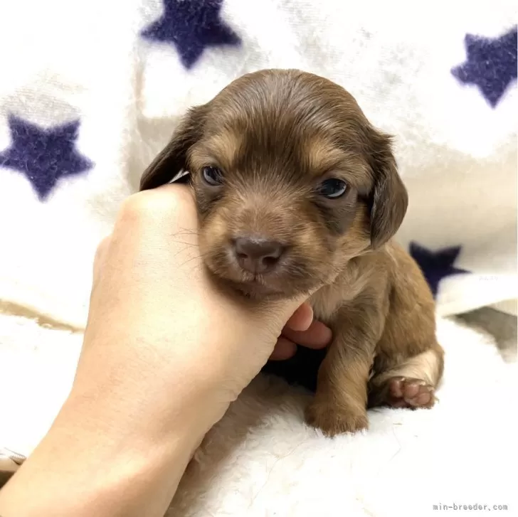 チワワ フレンチブル ビーグル ダックス ゴールデン ヨーキー 柴犬