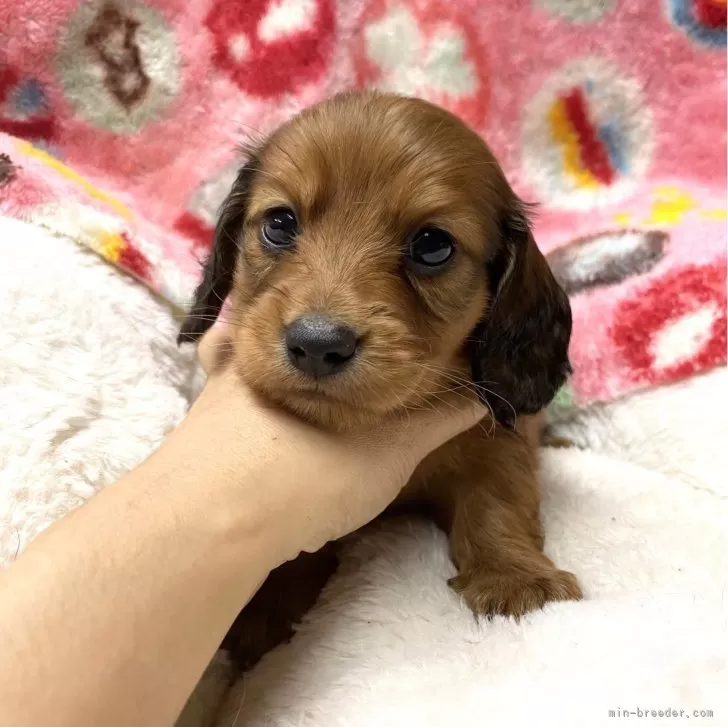 リュウのおじさん 様のお迎えした子犬