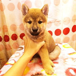 柴犬(標準サイズ)【高知県・男の子・2017年7月29日・赤】の写真「小ぶりサイズの柴犬です！」