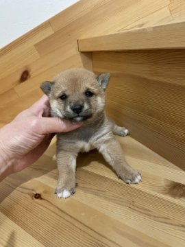 柴犬(豆柴)【高知県・男の子・2022年2月28日・赤】の写真「優しいお顔の男の子♪」