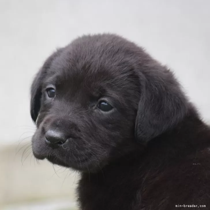 ゆっけ 様のお迎えした子犬