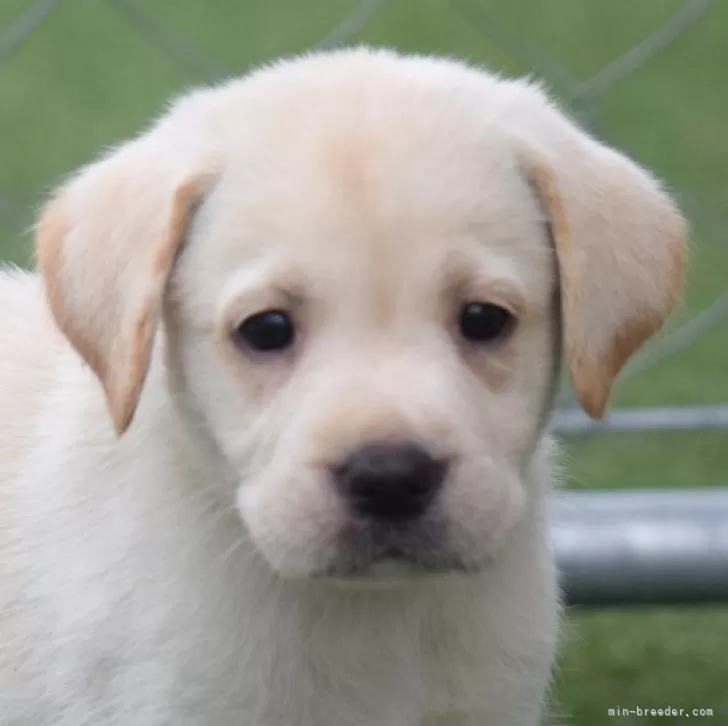 sentaku 様のお迎えした子犬