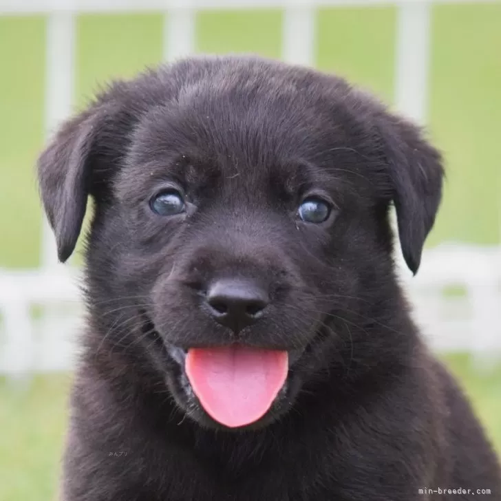 S.H 様のお迎えした子犬