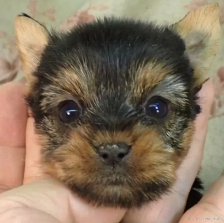 あっちゃん 様のお迎えした子犬