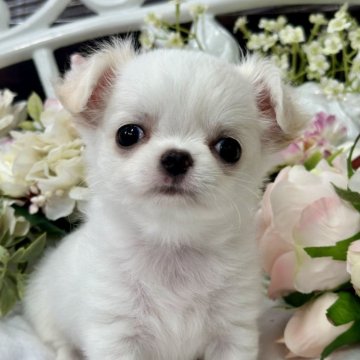 チワワ(ロング)【神奈川県・男の子・2024年5月14日・クリーム&ホワイト】の写真「ほんわか〜ムードのイケメン君🐾」