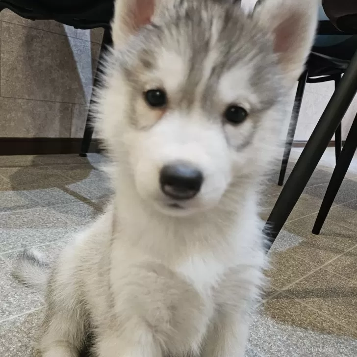 ユウマ 様のお迎えした子犬