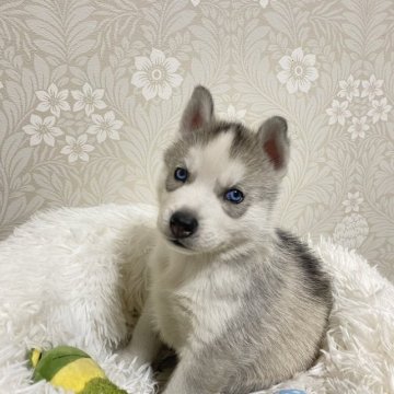 シベリアンハスキー【大分県・男の子・2023年4月11日・掲載期間6/5 までです❗️両目ブルー💙】の写真「掲載期間6/5までです❗️」