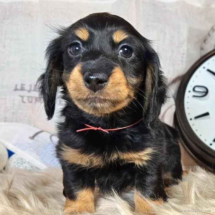 おもち 様のお迎えした子犬