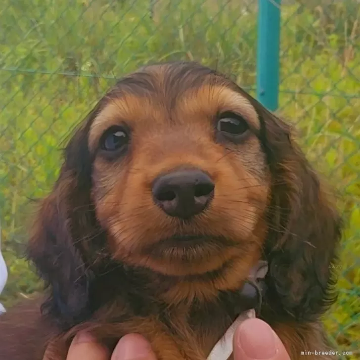 てーまき 様のお迎えした子犬