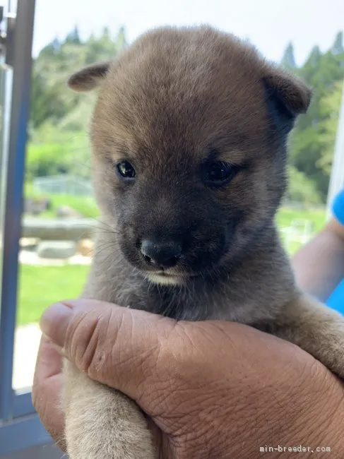 nobu🐶 様のお迎えした子犬