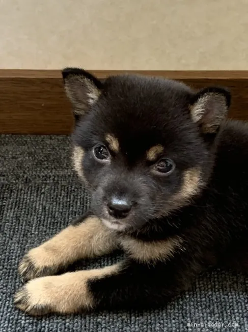 はるさん 様のお迎えした子犬