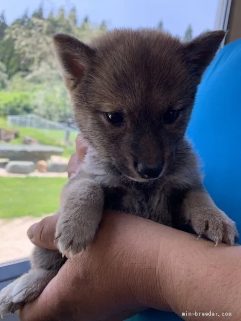 ズラタン 様のお迎えした子犬