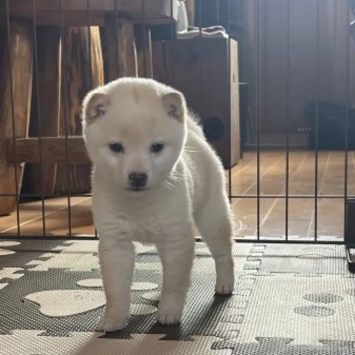 わかちゃんこ 様のお迎えした子犬