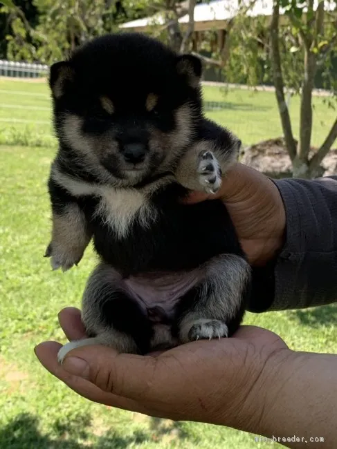 ひろちゃん 様のお迎えした子犬