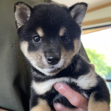 柴犬(豆柴)【熊本県・男の子・2023年6月17日・黒】の写真「⭐️豆柴⭐️とっても明るい男の子🍀❤️」