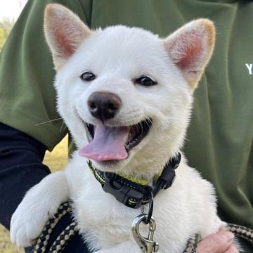 柴犬(豆柴)【熊本県・男の子・2022年6月25日・白】の写真「❤️豆柴❤️元気な男の子💕」