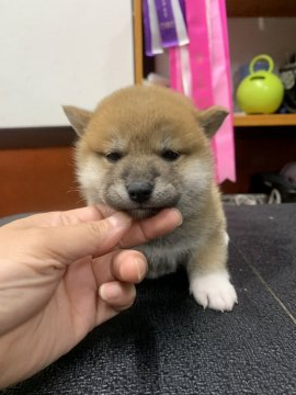 柴犬(標準サイズ)【三重県・男の子・2020年5月25日・赤】の写真「父:JKC CH  慎重派BOY ⁉︎」