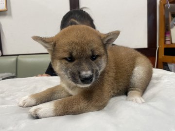 柴犬(標準サイズ)【三重県・女の子・2021年6月11日・赤】の写真「おとなしめの女の子です」