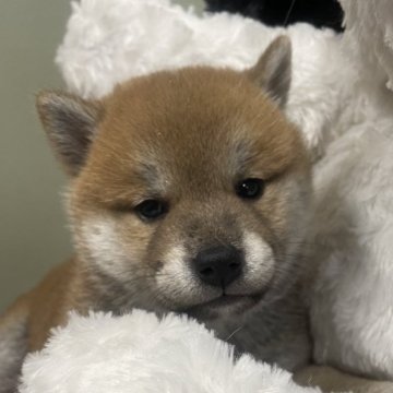 柴犬(標準サイズ)【三重県・女の子・2024年6月21日・赤】の写真「小ぶりでおっとりとした両親から生まれた最高の家庭犬」