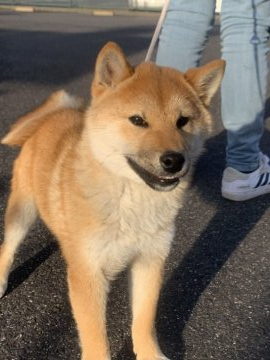 柴犬(標準サイズ)【三重県・男の子・2020年11月1日・赤】の写真「甘えん坊さんのイケメン君」